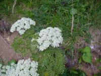 DSC00707.jpg