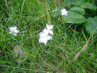 DSC00708.jpg