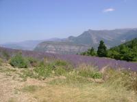 DSC00710.jpg