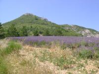 DSC00711.jpg