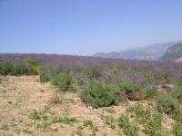 DSC00712.jpg