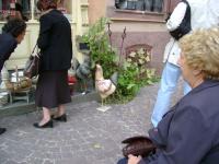 DSC00985.jpg