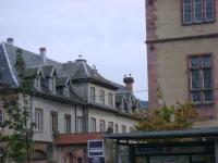 DSC00994.jpg